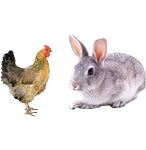 適合鴿子、禽類